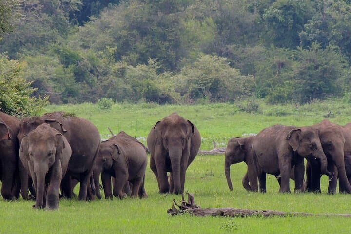 Knuckles Range Trek & Wasgamuwa Safari — 3-Day Adventure from Colombo photo 5