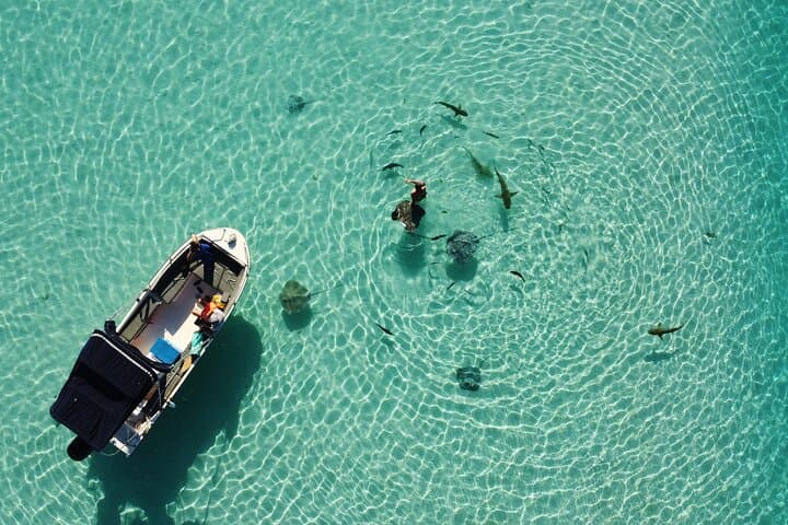 Moorea Half-Day Lagoon Snorkel: Sharks, Rays & Hidden Motu Discovery
