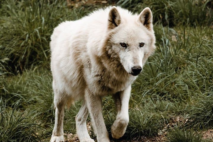 Howling on the Oregon Coast: White Wolf Sanctuary Visitor Experience photo 6