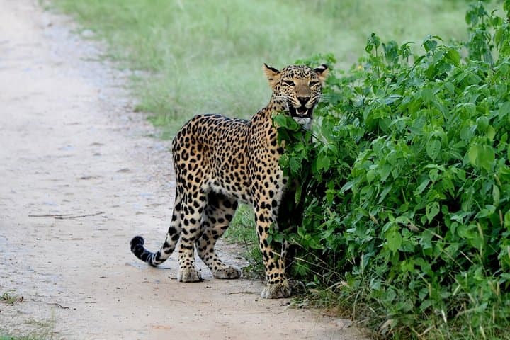 Jhalana Panther Safari: Leopard Spotting in Jaipur's Urban Jungle photo 2