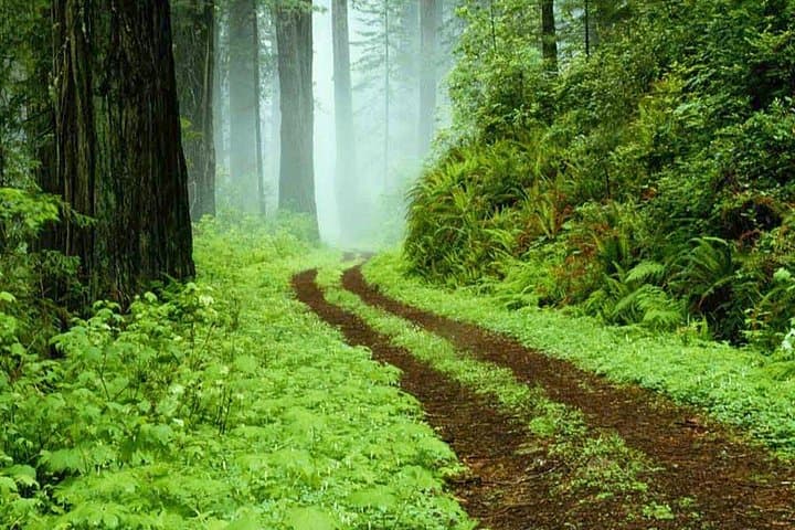Sinharaja Rain Forest Day Tour from Hambantota — Trekking the UNESCO Lowland Forest photo 3