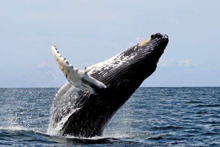 Dyer Island Whale and Shark Watching Cruise from Cape Town photo 3
