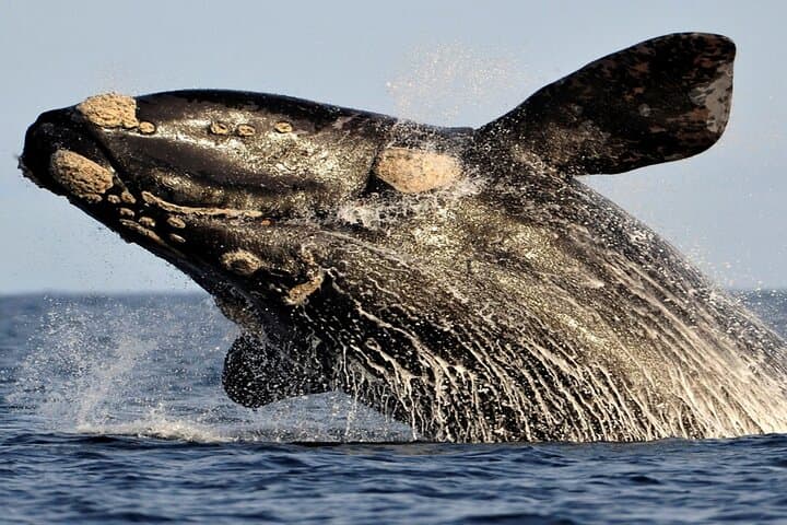 Dyer Island Whale and Shark Watching Cruise from Cape Town photo 4