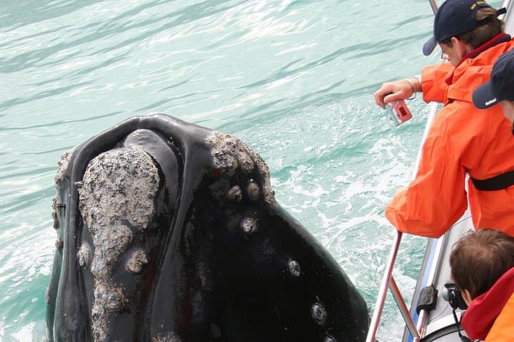Dyer Island Whale and Shark Watching Cruise from Cape Town photo 6