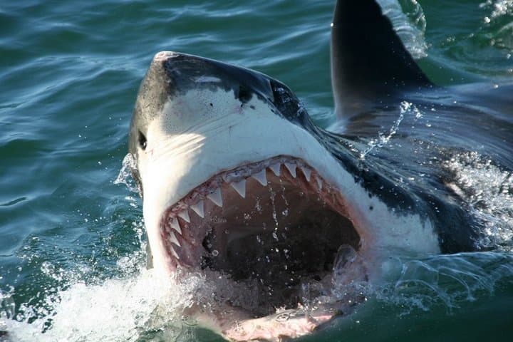Shark Cage Diving in Kleinbaai — Cape Town Great White Experience