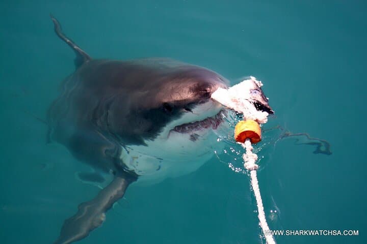 Shark Cage Diving in Kleinbaai — Cape Town Great White Experience photo 6