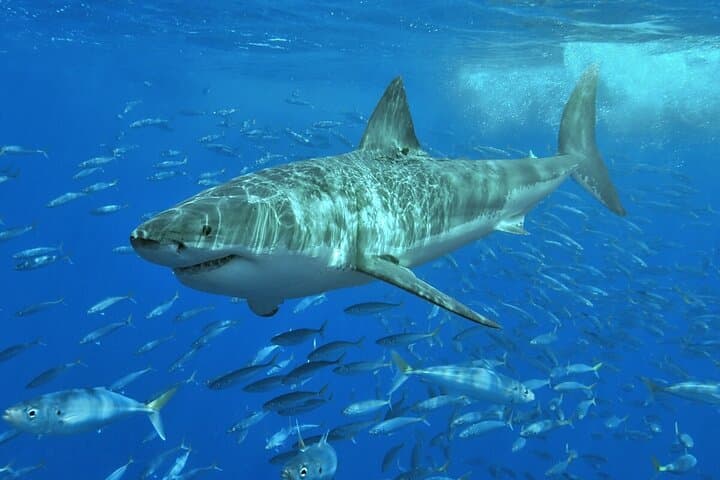 Shark Cage Diving in Kleinbaai — Cape Town Great White Experience photo 3