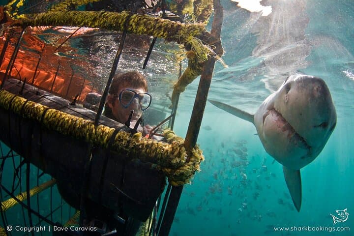 Shark Cage Diving in Kleinbaai — Cape Town Great White Experience photo 2