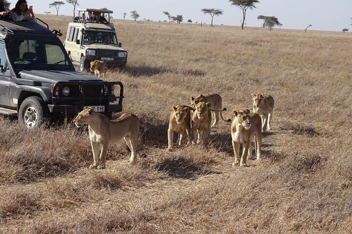 3-Day Maasai Mara Safari in a 4x4 Land Cruiser Jeep — Small-Group Wildlife Adventure photo 2