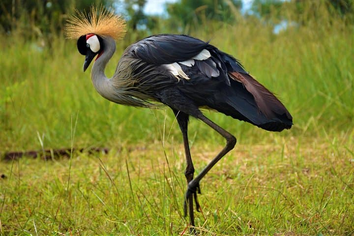 2-Day Pian-Upe Game Reserve Safari: Roan Antelope, Birding & Community Visits photo 3