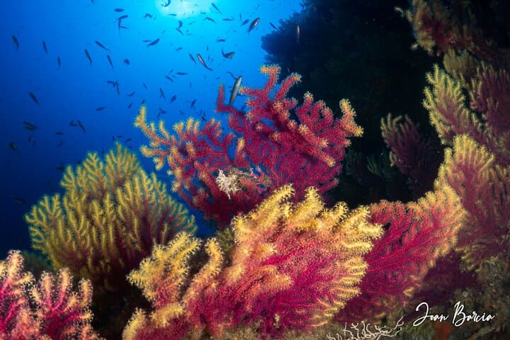 PADI Open Water Diver Course in Palamós — Costa Brava Scuba Certification photo 2