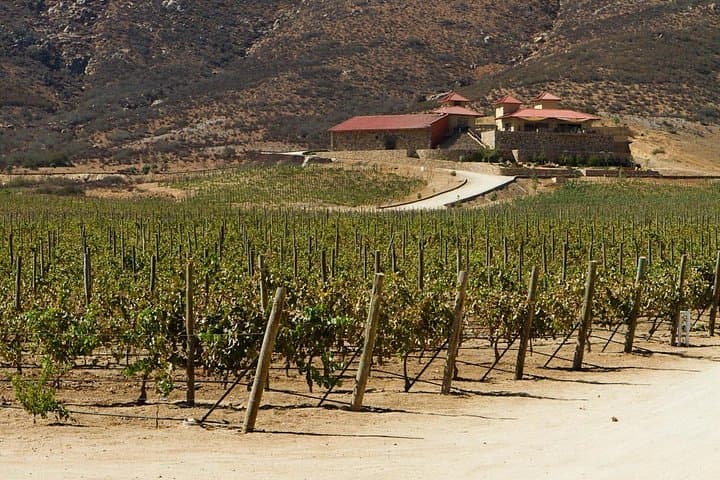 Valle de Guadalupe Wine Tour: Entre Santos & El Cielo with Lunch (Ensenada Shore Excursion) photo 6
