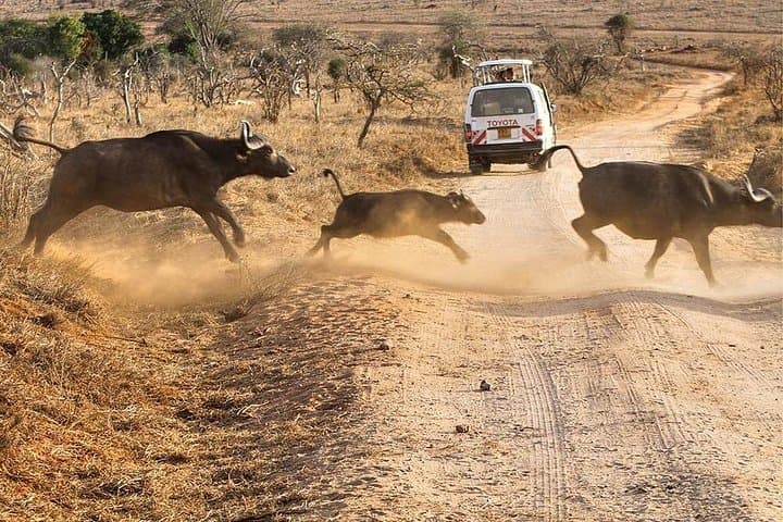 3-Day Tsavo West and Taita Hills Safari from Diani: Game Drives and Wildlife