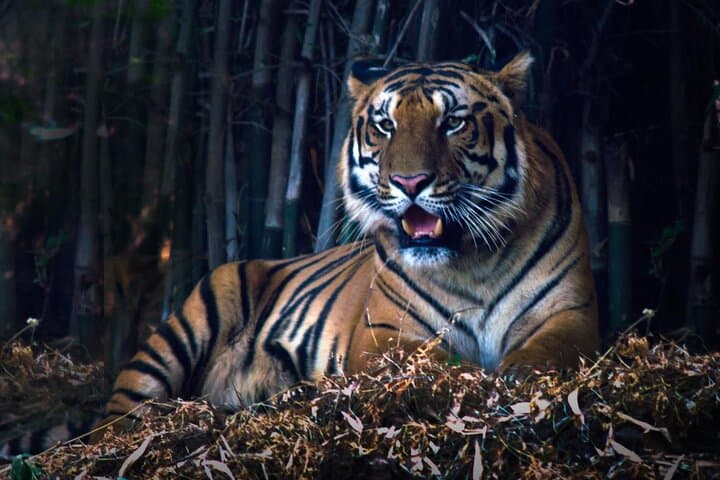 Tiger, Temple & Taj: 11-Day India Safari and Heritage Circuit