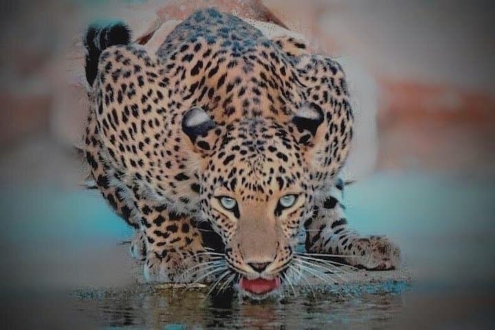 Jhalana Panther Safari: Leopard Spotting in Jaipur's Urban Jungle photo 3