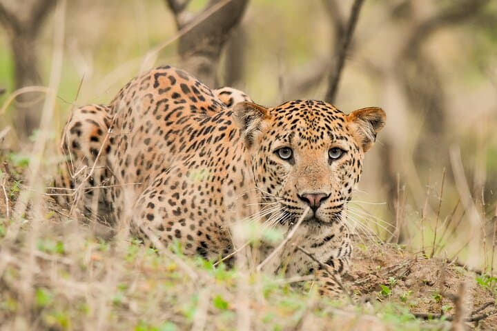 Jhalana Panther Safari: Leopard Spotting in Jaipur's Urban Jungle photo 1