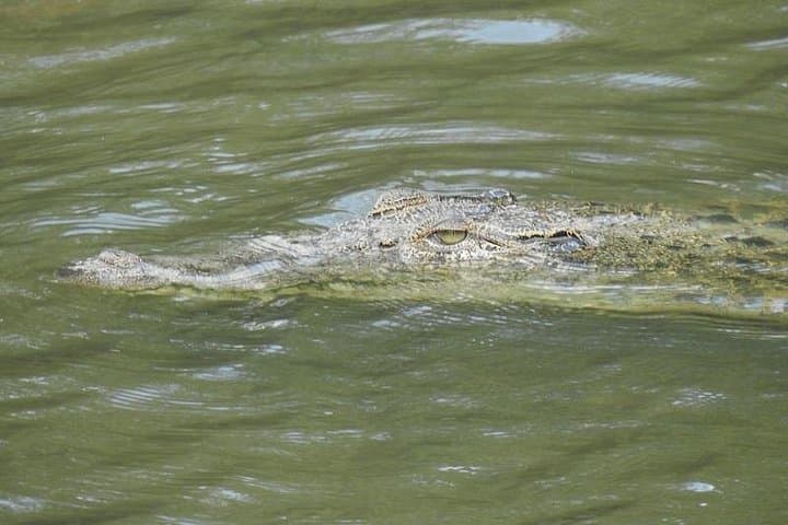 Exploring Sungei Buloh Wetlands Reserve: Mangrove Walks & Birdwatching in Singapore photo 2