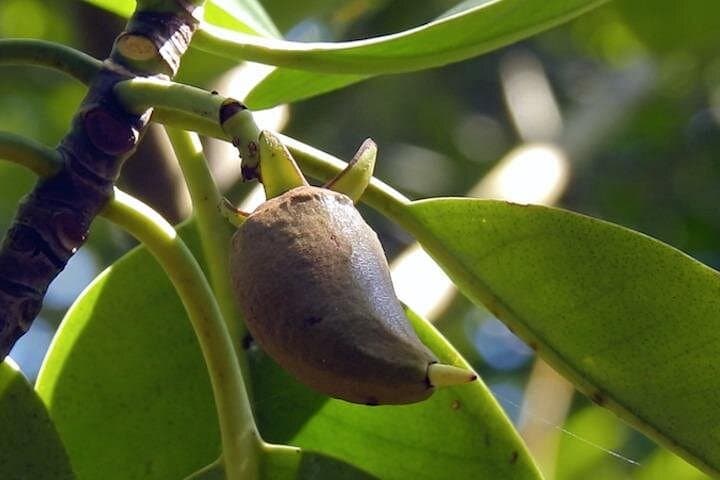 Exploring Sungei Buloh Wetlands Reserve: Mangrove Walks & Birdwatching in Singapore photo 4
