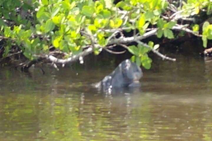 Paddle with Manatees and Dolphins: Guided Kayak Tour in Cocoa Beach photo 5