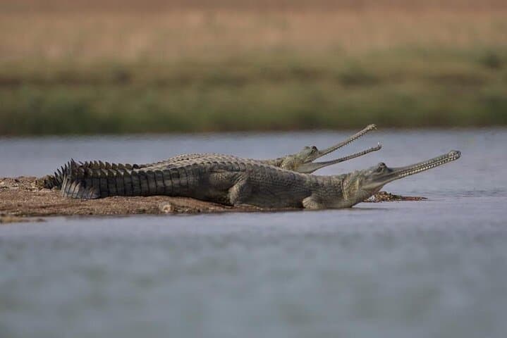 Gwalior to Morena Gharial Eco Park Day Trip: Watch Hatchling Gharials and Tortoises