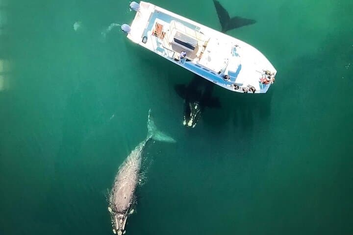 2-Hour Whale Watching from Gansbaai: Southern Right Whales & Coastal Wildlife photo 3