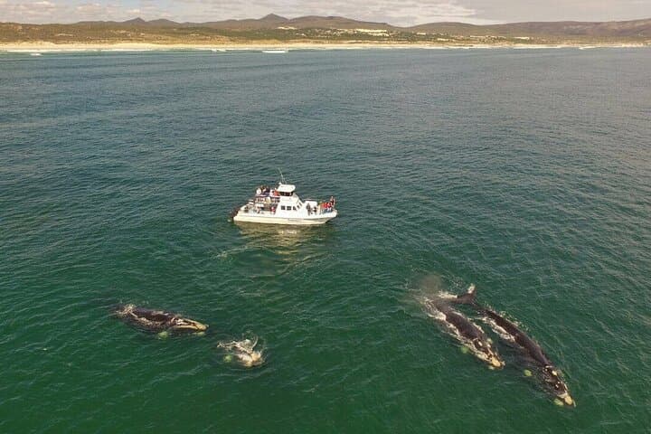2-Hour Whale Watching from Gansbaai: Southern Right Whales & Coastal Wildlife photo 4