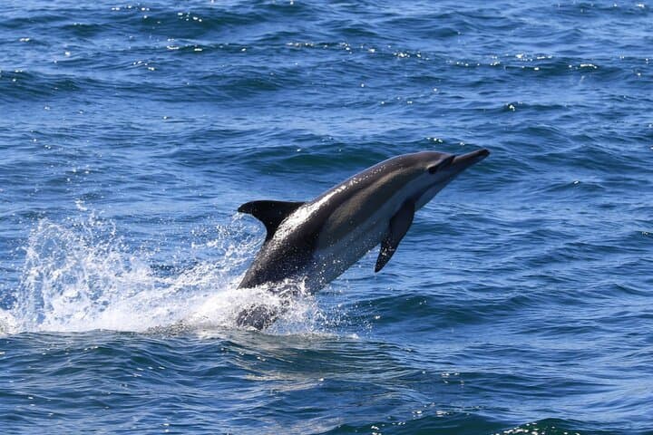 2-Hour Whale Watching from Gansbaai: Southern Right Whales & Coastal Wildlife photo 5
