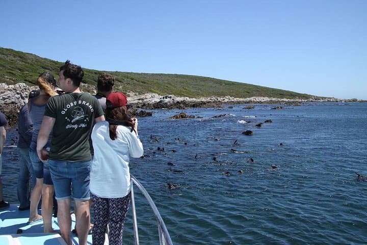 Walker Bay Big 5 Sea Safari: Whales, Dolphins, Seals & Penguins from Gansbaai photo 2