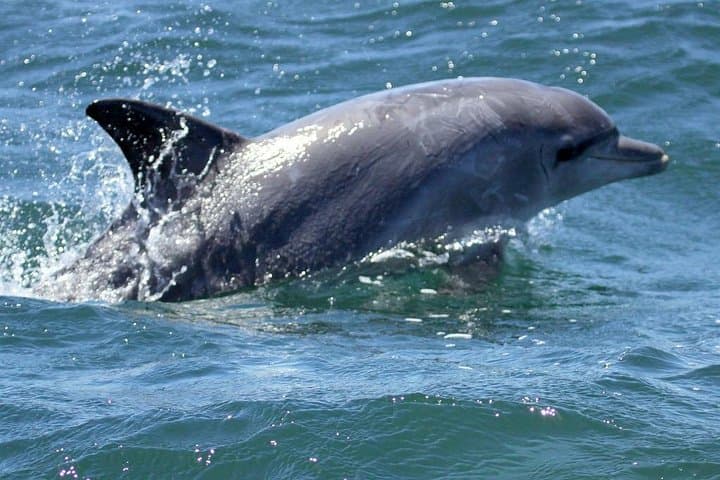 Walker Bay Big 5 Sea Safari: Whales, Dolphins, Seals & Penguins from Gansbaai photo 3