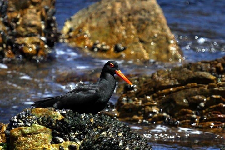 Walker Bay Big 5 Sea Safari: Whales, Dolphins, Seals & Penguins from Gansbaai photo 4