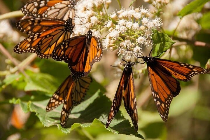 Witness the Monarch Migration: Private Sanctuary Tour from Mexico City photo 2