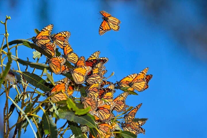 Witness the Monarch Migration: Private Sanctuary Tour from Mexico City photo 3