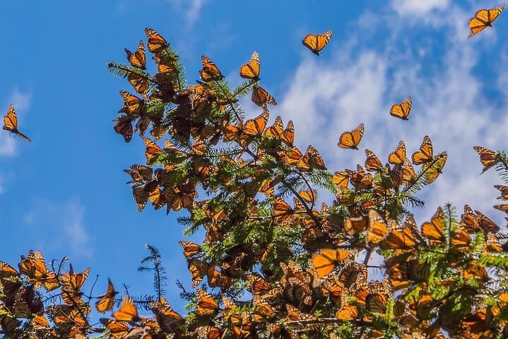 Witness the Monarch Migration: Private Sanctuary Tour from Mexico City photo 4