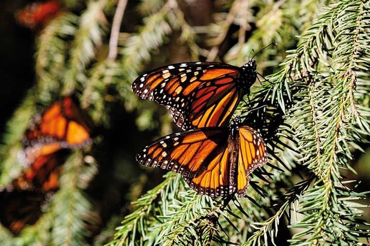 Witness the Monarch Migration: Private Sanctuary Tour from Mexico City photo 5