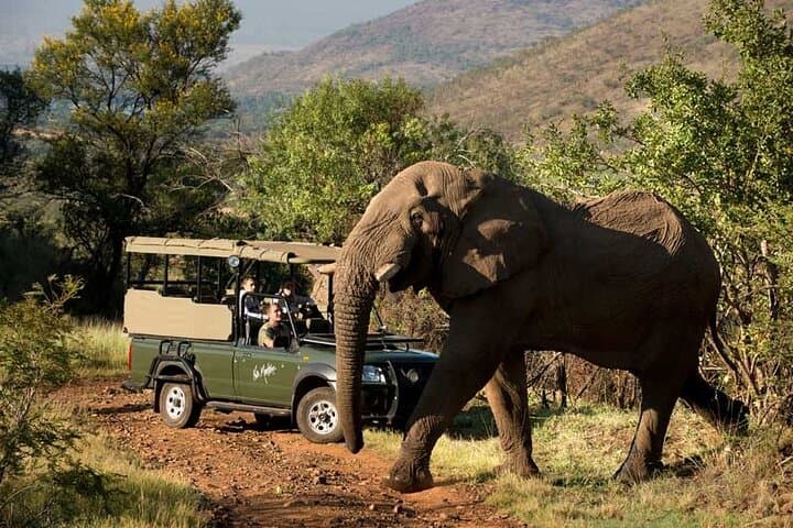 Full-Day Pilanesberg Shared Safari from Johannesburg — Big Five Game Drive photo 2