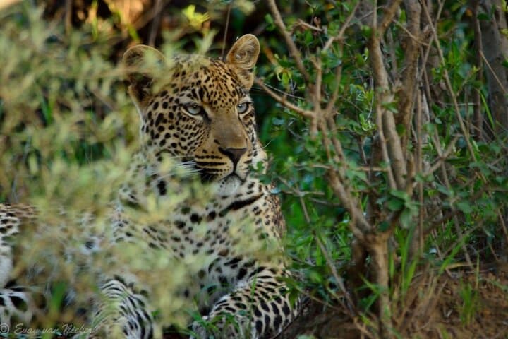 Full-Day Pilanesberg Shared Safari from Johannesburg — Big Five Game Drive photo 4