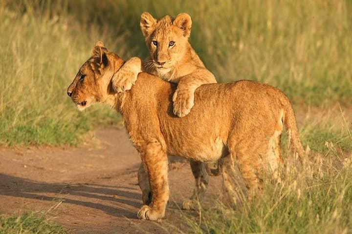 Full-Day Pilanesberg Shared Safari from Johannesburg — Big Five Game Drive