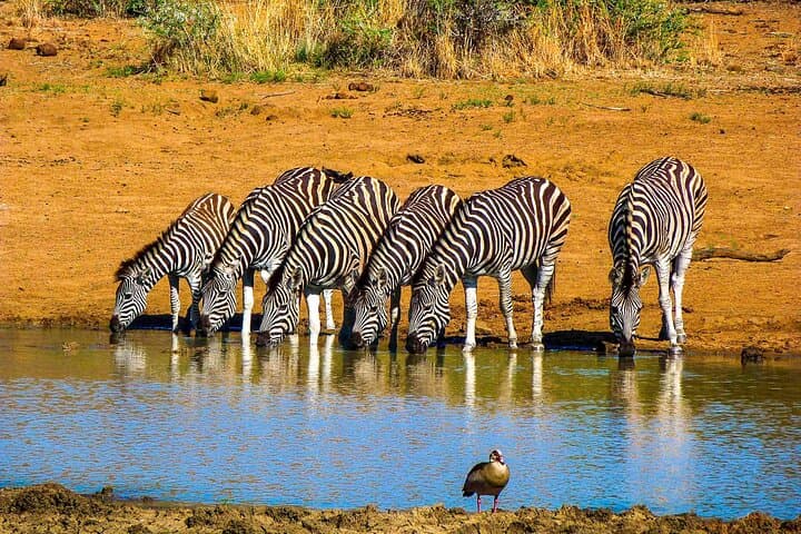 Full-Day Pilanesberg Shared Safari from Johannesburg — Big Five Game Drive photo 3