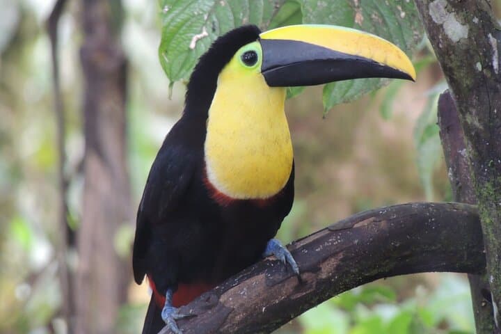 Mindo Cloud Forest Private Day Tour — Hummingbirds, Waterfalls & Cable Car from Quito photo 6