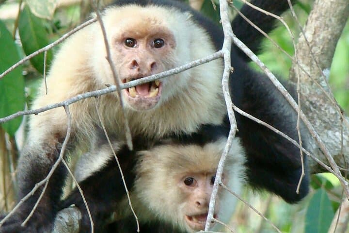 Guanacaste Bird-Watching: Private Wildlife Walk on a Costa Rica Estate photo 4