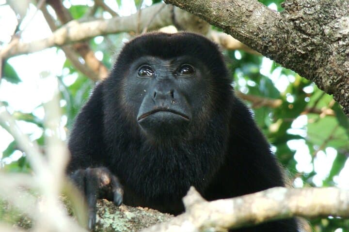 Guanacaste Bird-Watching: Private Wildlife Walk on a Costa Rica Estate photo 6