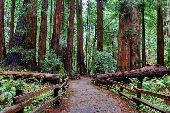 San Francisco Two-Day Combo: Alcatraz, Aquarium, Muir Woods & Napa–Sonoma Wine Tour photo 6