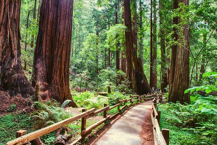 Muir Woods and Sausalito Half-Day Tour: Golden Gate Views, Coastal Redwoods & Ferry Options photo 3