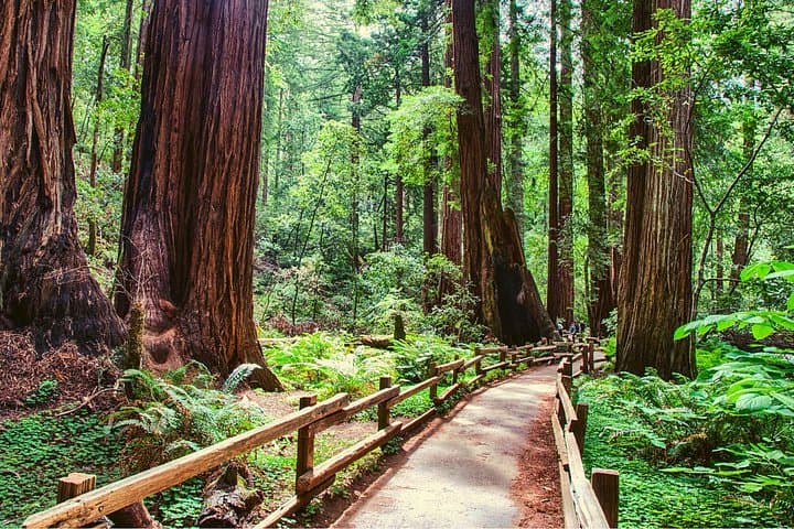 Muir Woods to Alcatraz: Full-Day Sausalito, Aquarium & Night Tour of The Rock photo 2