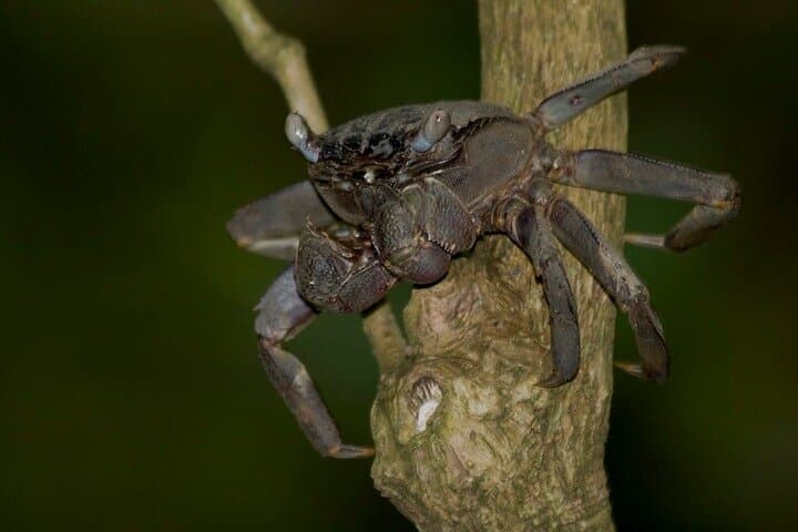 Nocturnal Secrets: Pasir Ris Mangrove Night Walk in Singapore photo 2