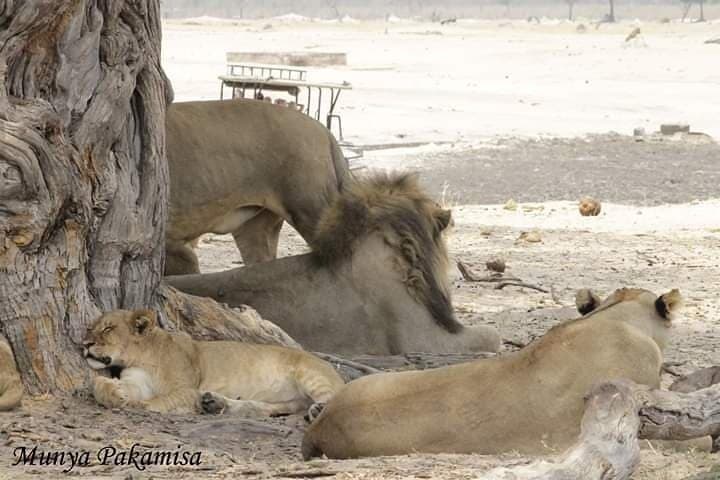 4-Day Hwange Safari: Game Drives & Iganyana Tented Camp photo 6