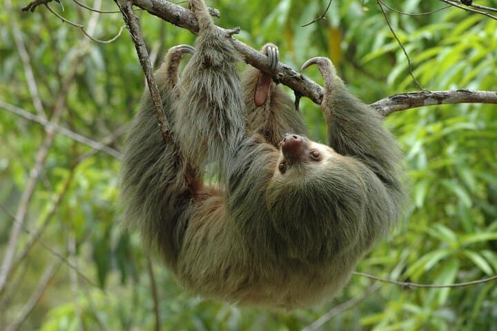 Hike Manuel Antonio National Park: Wildlife, Beaches & Tropical Trails from Jacó photo 2