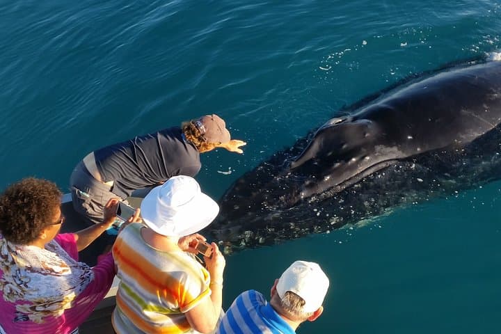 Broome Whale Watching Sunset Cruise with Marine Biologist