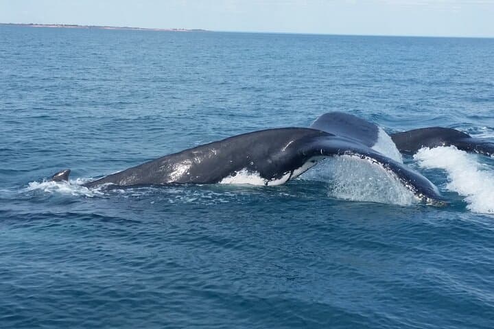 Broome Whale Watching Sunset Cruise with Marine Biologist photo 2
