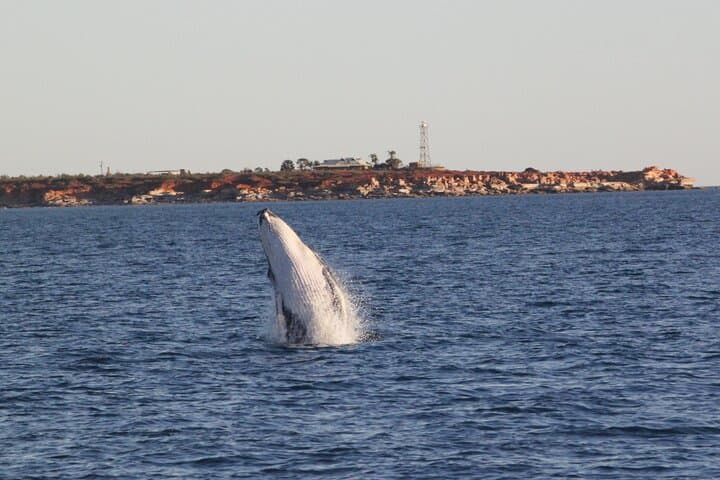 Broome Whale Watching Sunset Cruise with Marine Biologist photo 4